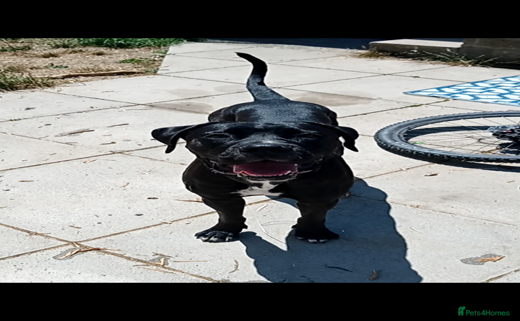 Mixed Breed dogs - Advert 2