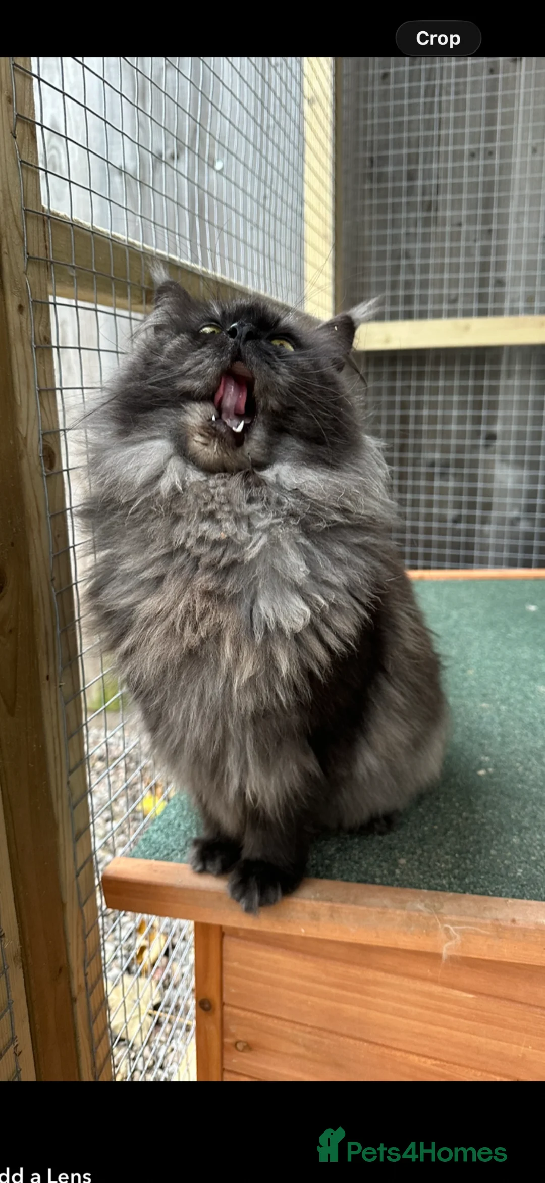 Maine Coon cats for sale: Retired queen Maine coon - Advert 4