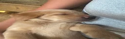 Labrador Retriever dogs for sale: 3 blonde boys available  in Chelmsford - Advert 7