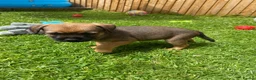 Border Terrier dogs for sale: ⭐️KC BORDER TERRIER PUPPIES, SLEM CLEAR - Advert 3