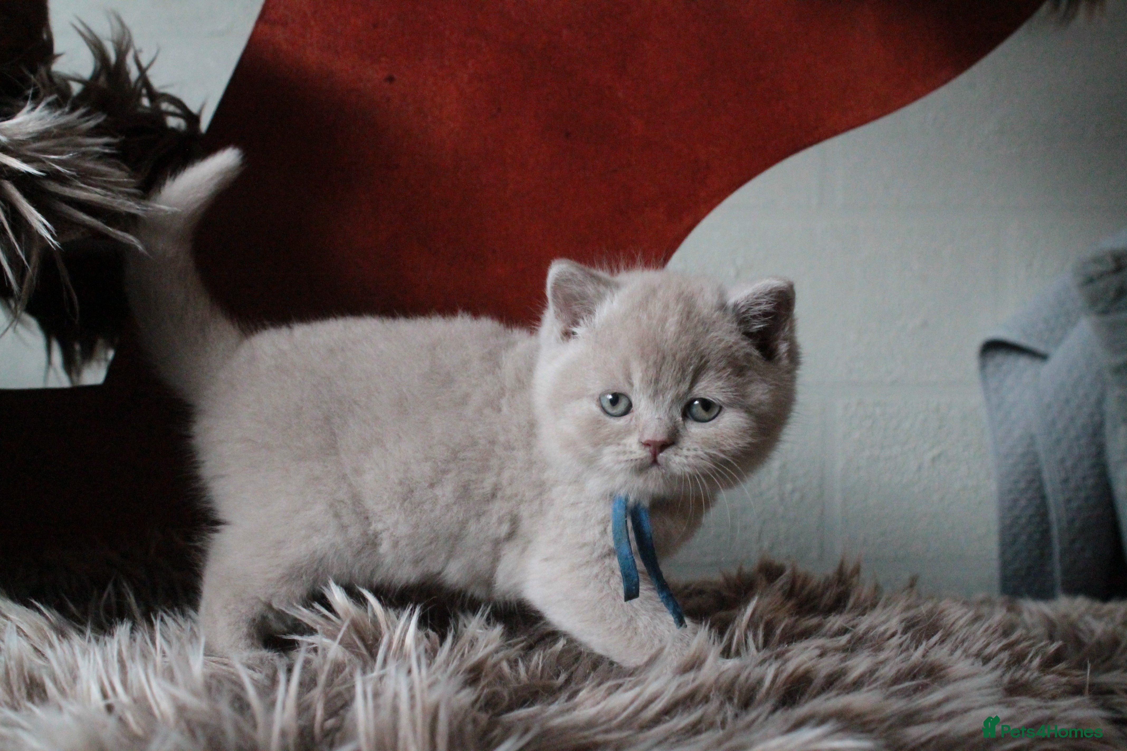 British Shorthair cats BSH & BLH Registered Kittens  - Advert 5