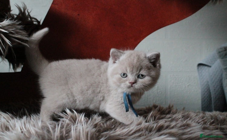 British Shorthair cats BSH & BLH Registered Kittens  - Advert 12