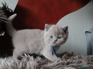 British Shorthair cats BSH & BLH Registered Kittens - Advert 11