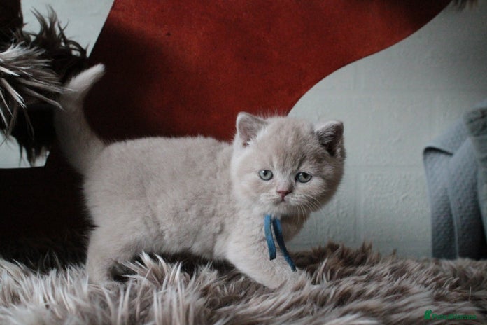 British Shorthair cats BSH & BLH Registered Kittens - Advert 15