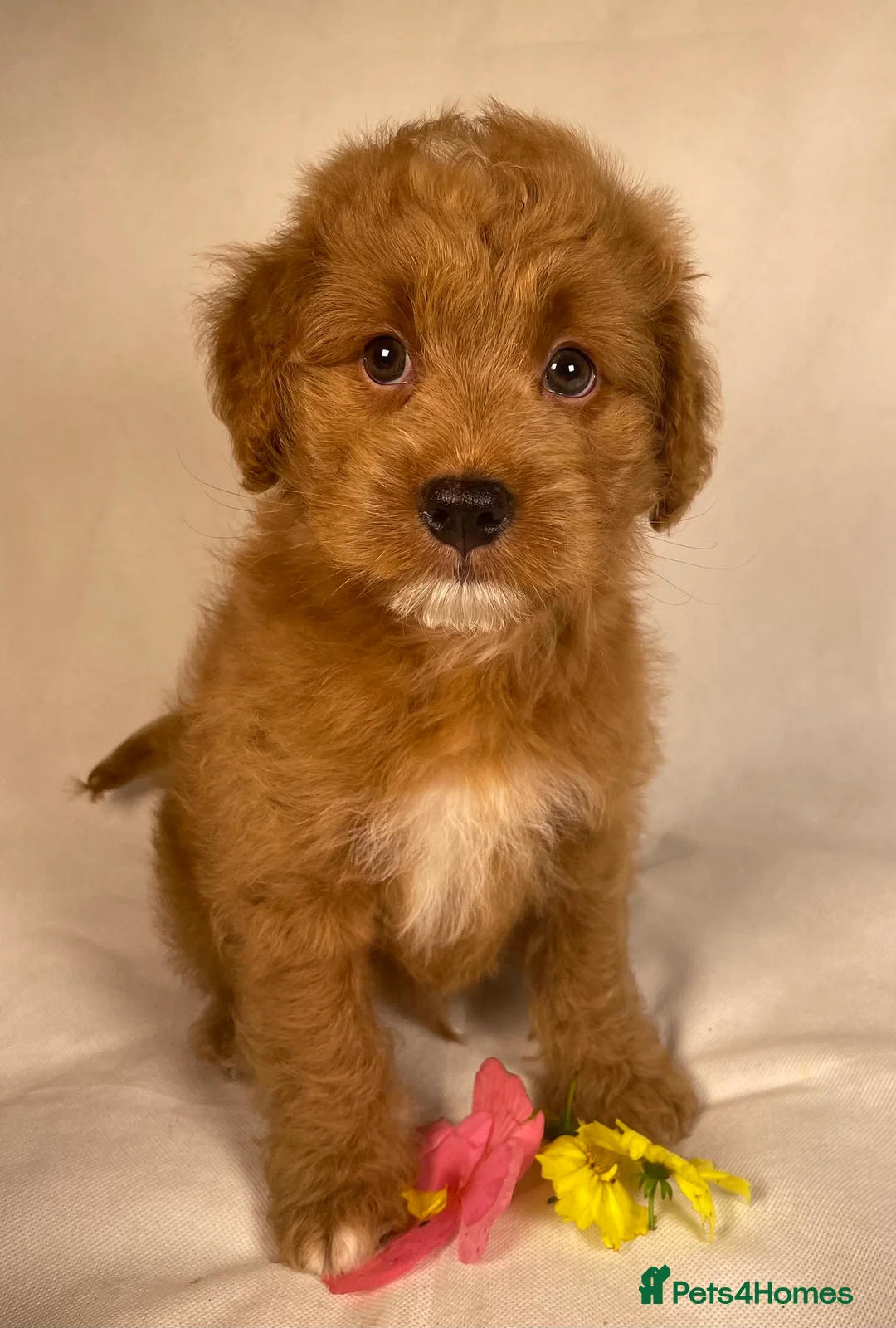 Cavapoo dogs for sale: F1B Cavapoo exquisite heath test boutique breeder  - Advert 23