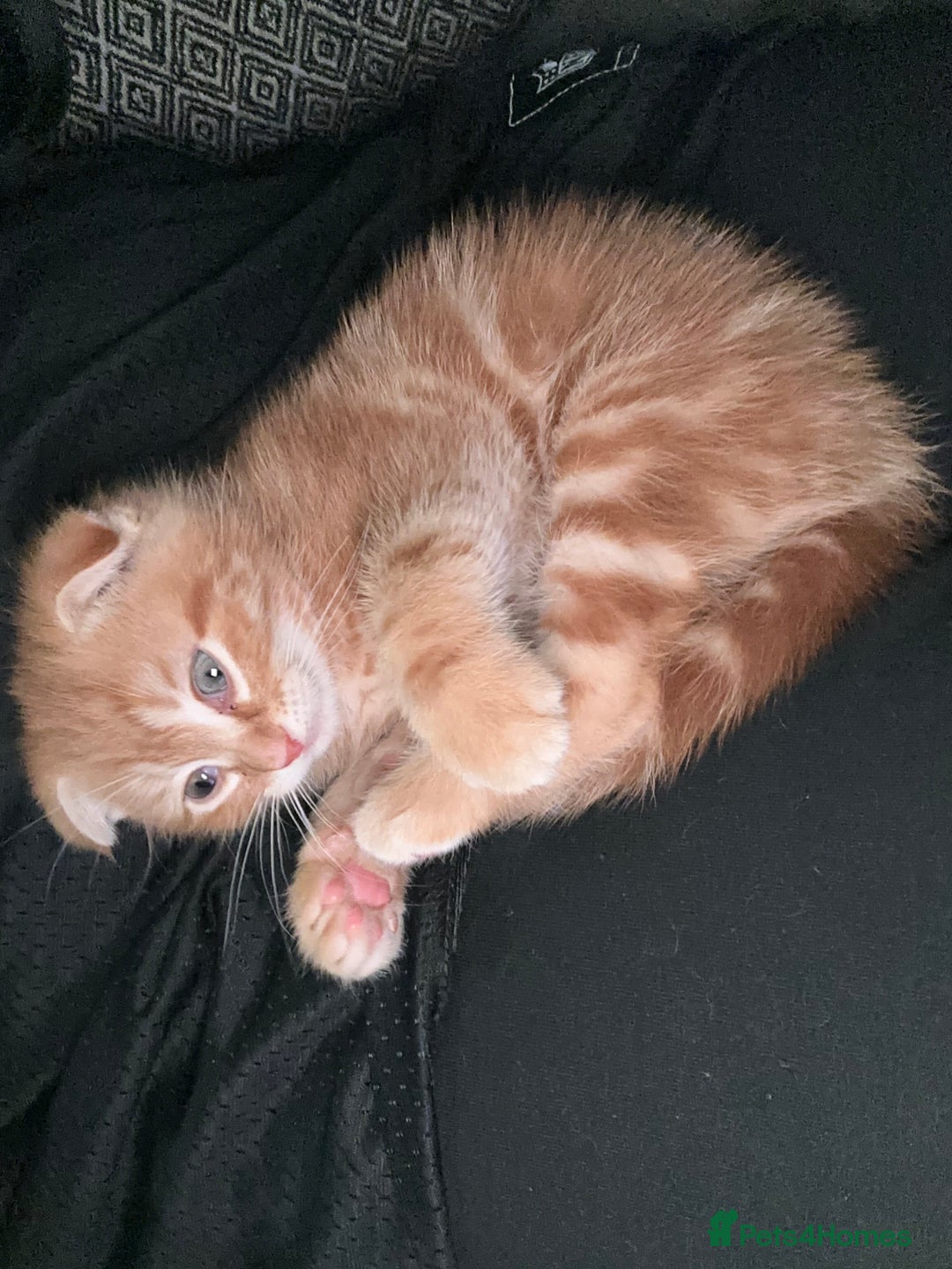 Scottish Fold cats for sale: Ginger Scottish fold/straights - Advert 12