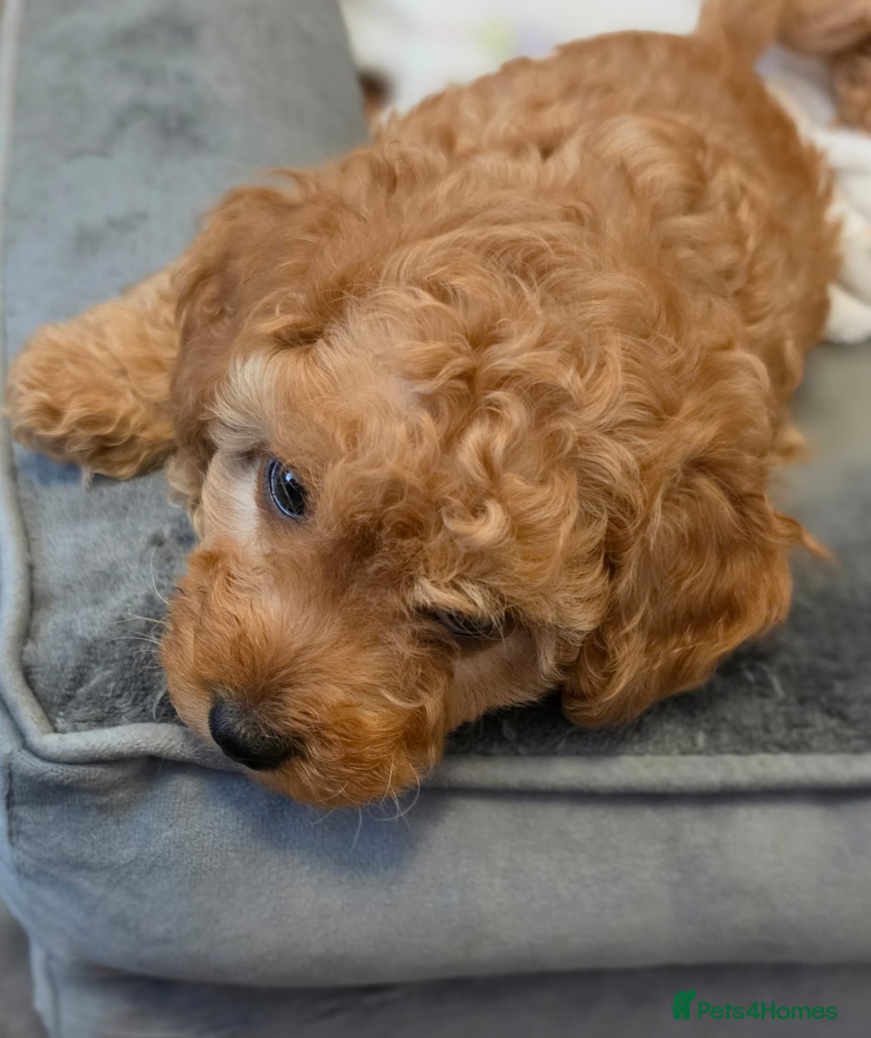 Maltipoo dogs 🐶  1 very handsome boy available 🐶  - Advert 15