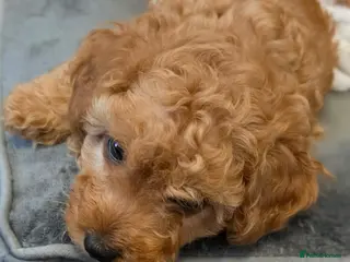 Maltipoo dogs 🐶 1 very handsome boy available 🐶 - Advert 15