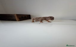 English Bulldog dogs for sale: 🏡 Ready to leave this Sunday 27.07.25 🏡 in Crawley - Image 18