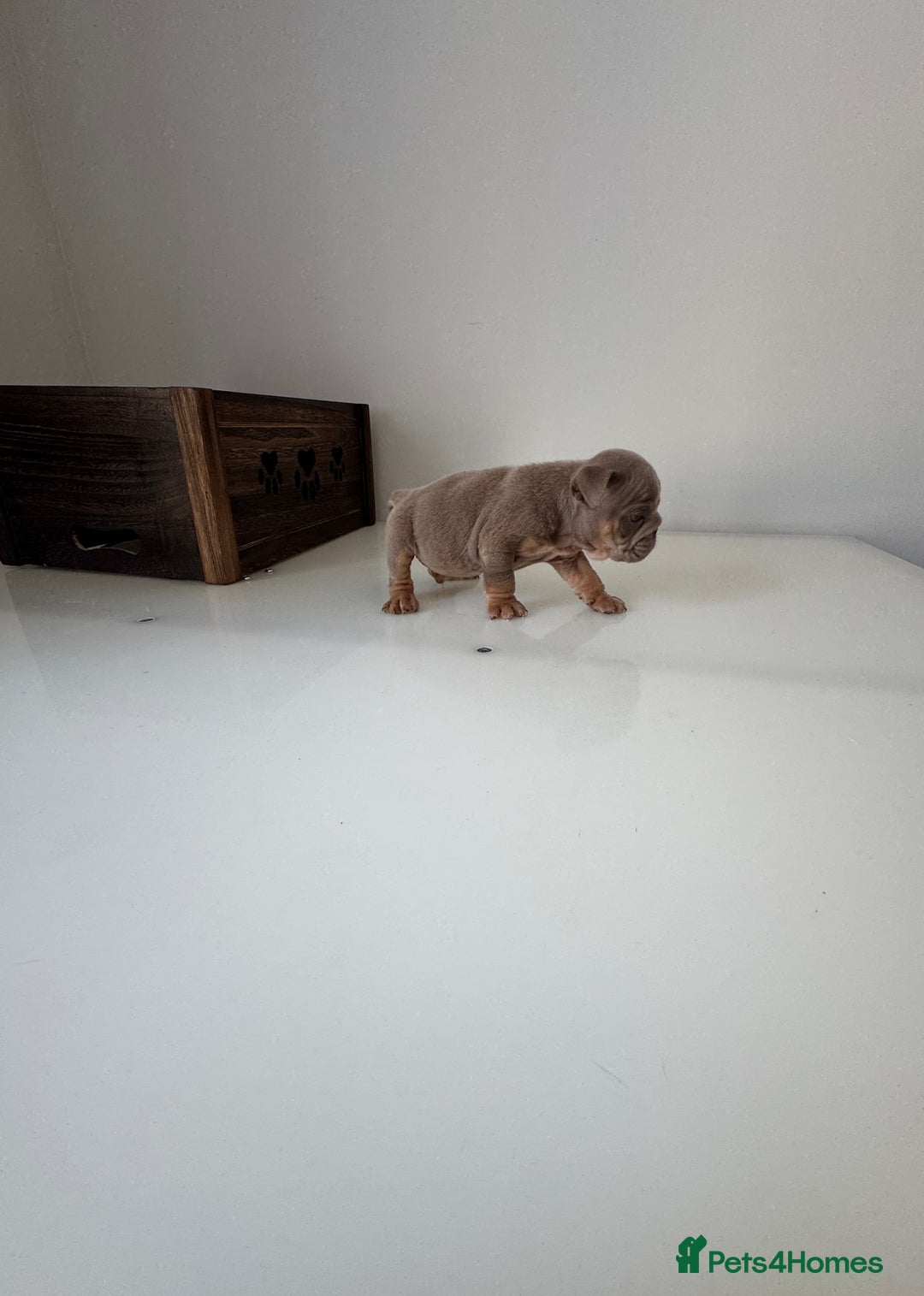 English Bulldog dogs for sale: 🏡 Ready to leave this Sunday 27.07.25 🏡 in Crawley - Image 18