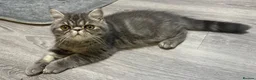 Exotic cats for sale: Beautiful Exotic x Persian Kittens ⭐️ - Advert 22