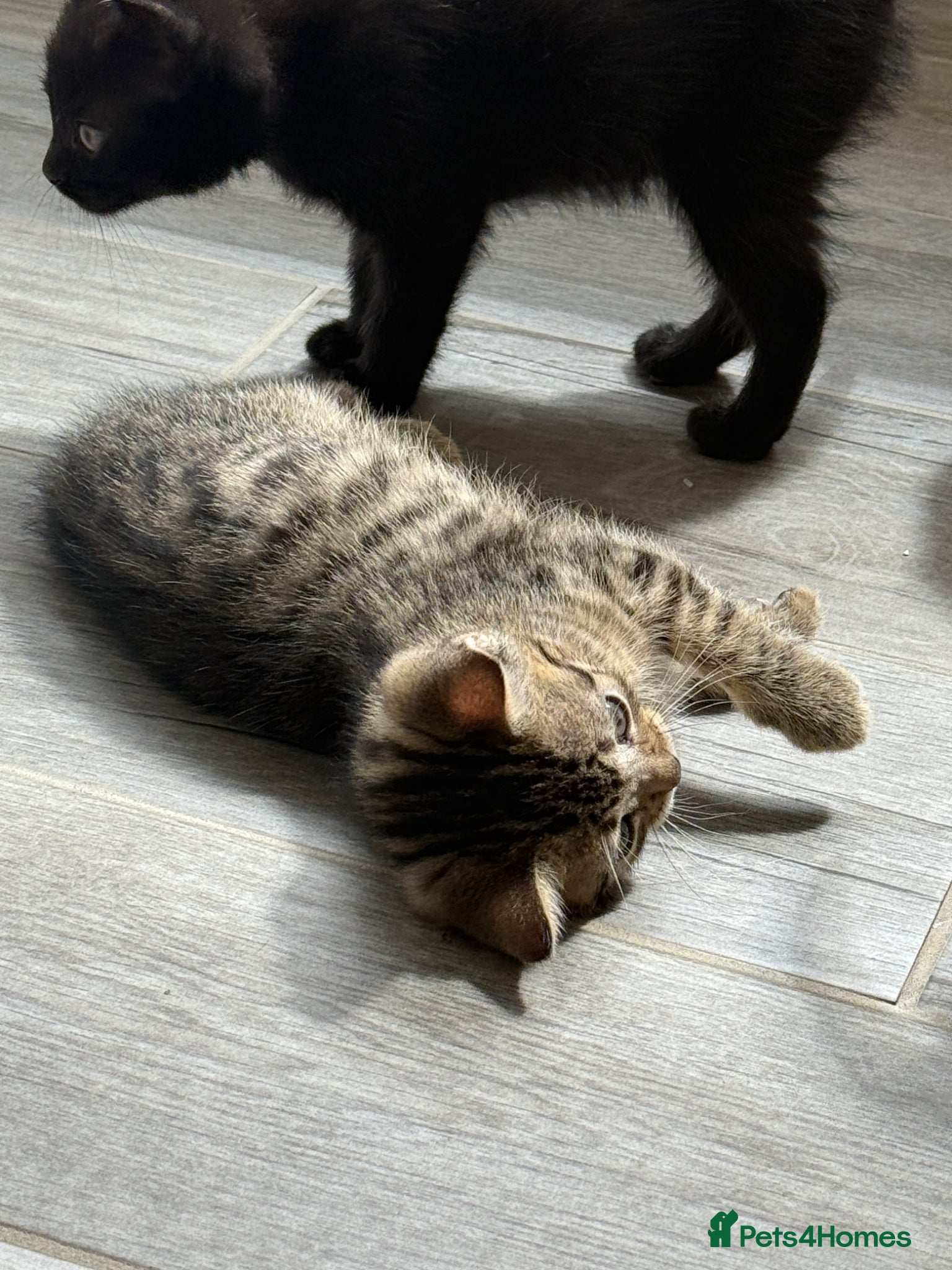 Mixed Breed cats Ready to leave now. Two females available. - Advert 3
