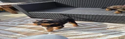 Cavapoo dogs for sale: F2 cavapoo Girl. 10 months  - Advert 2