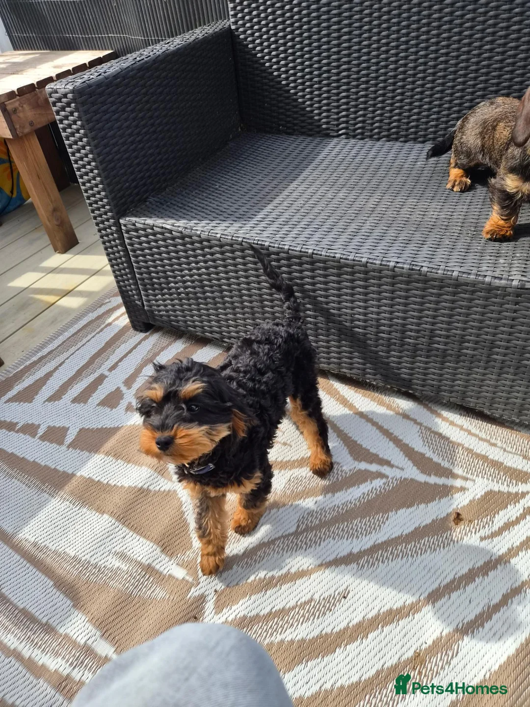 Cavapoo dogs for sale: F2 cavapoo Girl. 10 months  - Advert 2