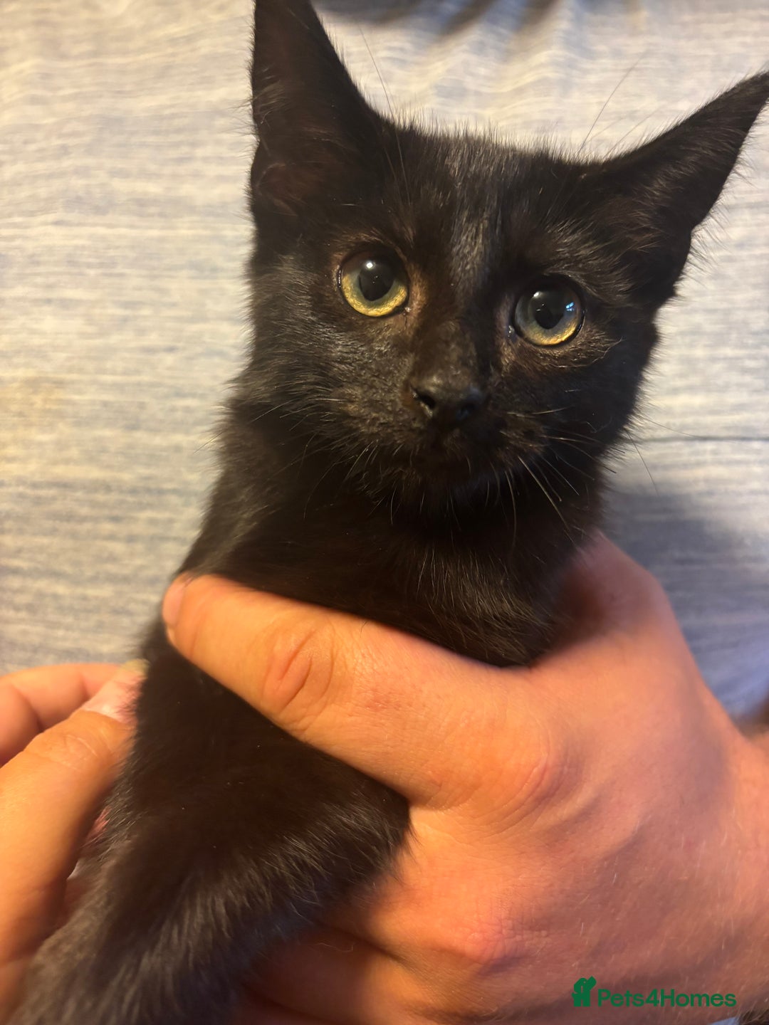 Mixed Breed cats for sale: Beautiful kittens  - Image 4