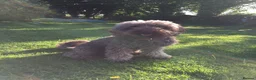 Labradoodle dogs for sale: F2 labradoodle 8yo male for rehoming  - Advert 1