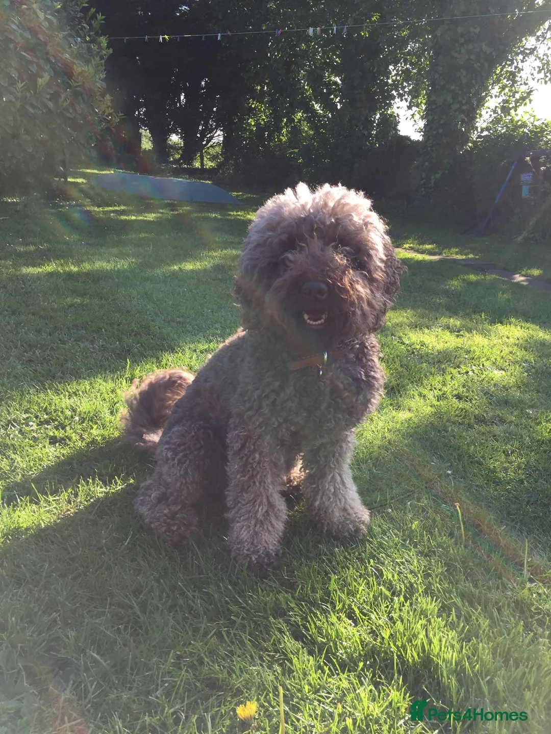 Labradoodle dogs for sale: F2 labradoodle 8yo male for rehoming  - Advert 1