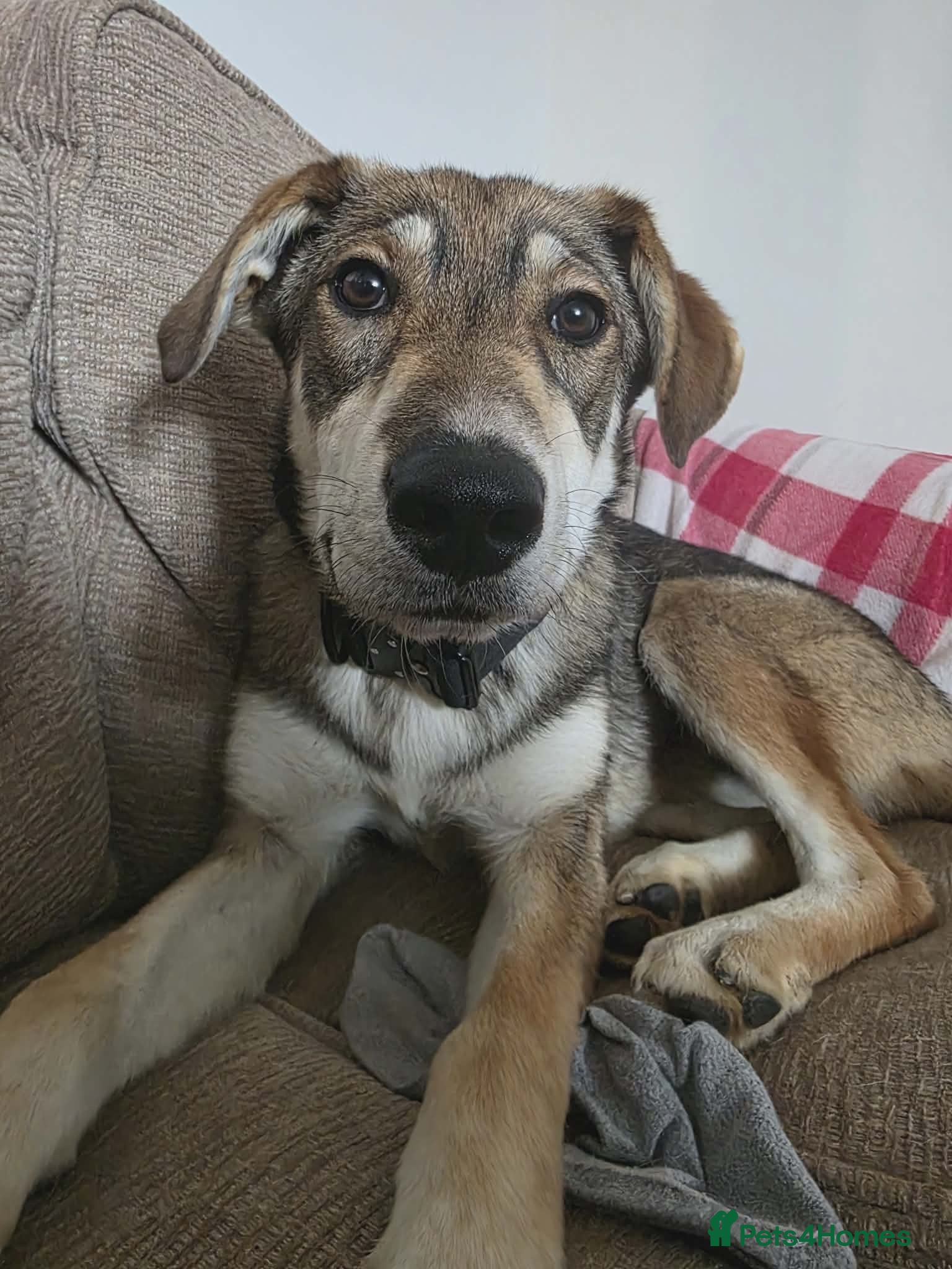 Mixed Breed dogs Zima needs a new home - Advert 1