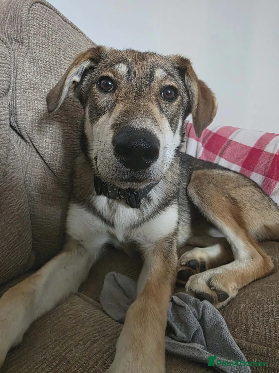Mixed Breed dogs for adoption: Zima needs a new home in Irvine - Advert 1