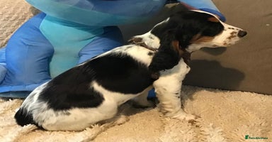 Cocker Spaniel dogs - Advert 7