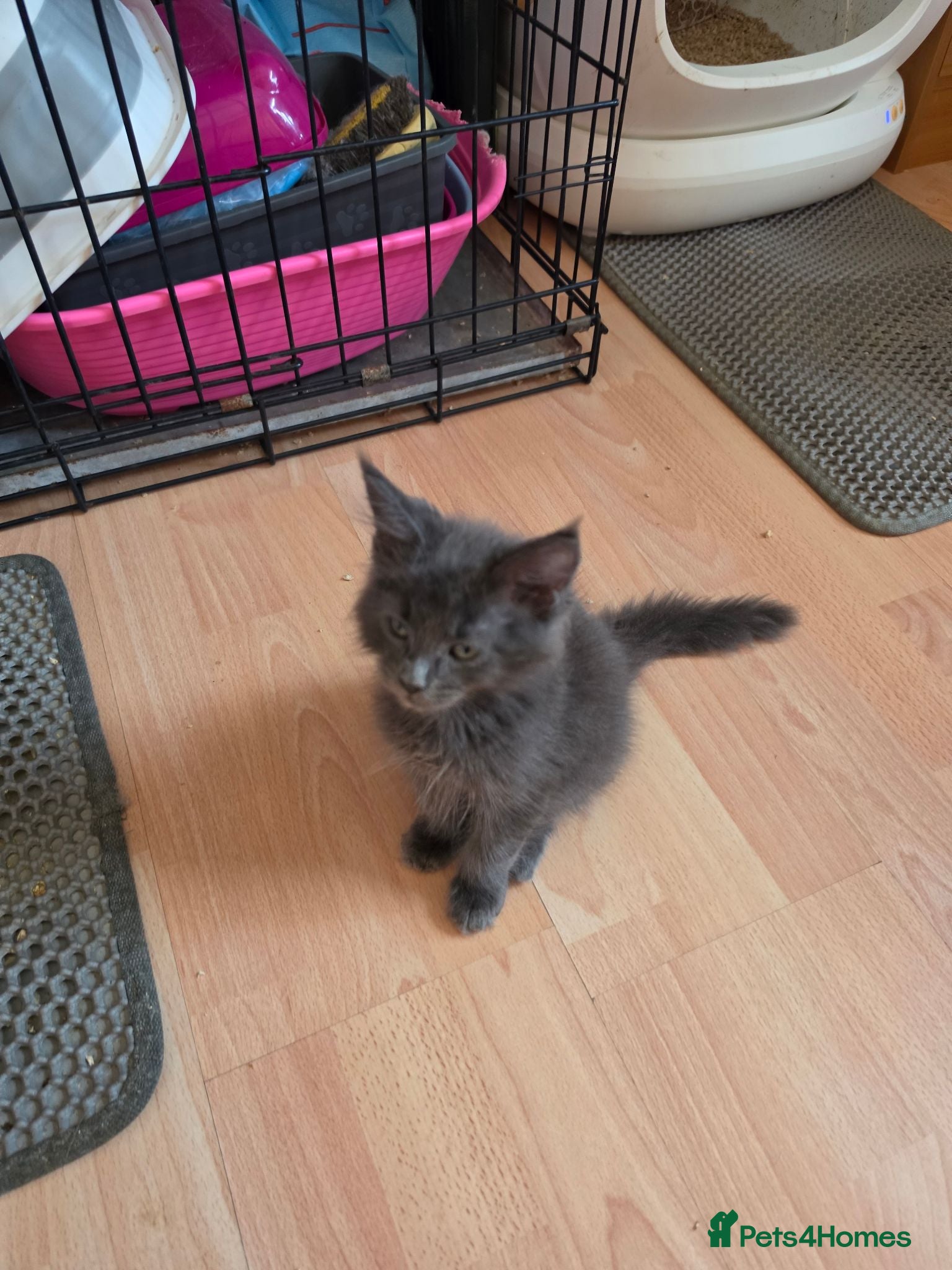 Maine Coon cats TICA REGISTERED STUNNING KITTENS  - Advert 8