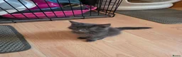 Maine Coon cats for sale: TICA REGISTERED STUNNING KITTENS  - Advert 2