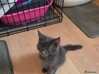 Maine Coon cats TICA REGISTERED STUNNING KITTENS - Advert 18