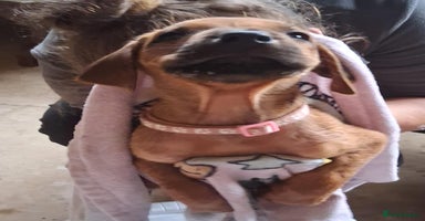 Rhodesian Ridgeback dogs - Advert 6