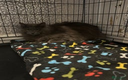 Maine Coon cats for stud: Proven Solid blue stud- fully health tested clear in Winsford - Image 1