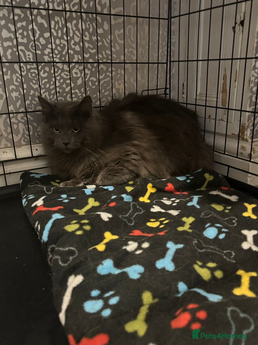 Maine Coon cats for stud: Proven Solid blue stud- fully health tested clear in Winsford - Image 1