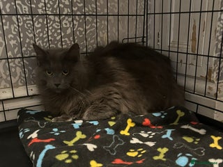 Maine Coon cats for stud: Proven Solid blue stud- fully health tested clear in Winsford - Advert 3