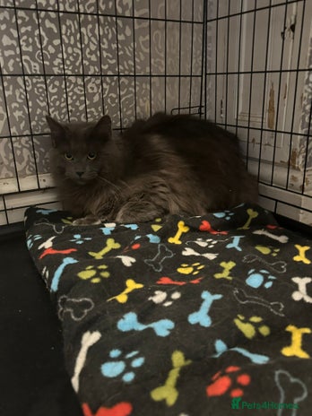 Maine Coon cats in Winsford - Advert 5