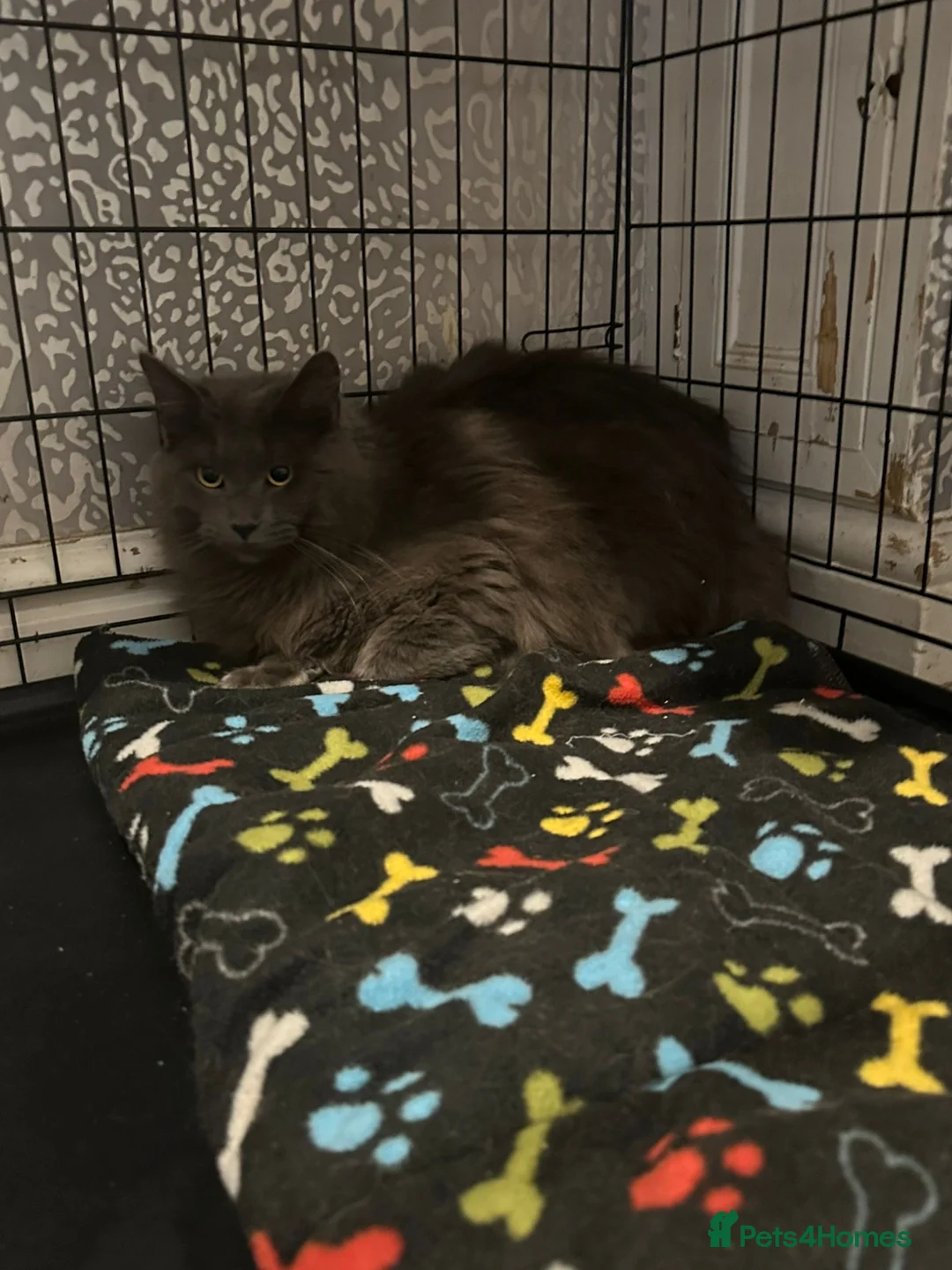 Maine Coon cats for stud: Proven Solid blue stud- fully health tested clear in Winsford - Advert 1