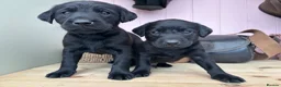 Labrador Retriever dogs for sale: Wonderful Labrador Pups in Stourbridge - Advert 6