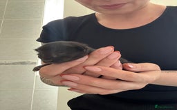Domestic Shorthair cats for sale: Kitten ready to reserve  - Image 3
