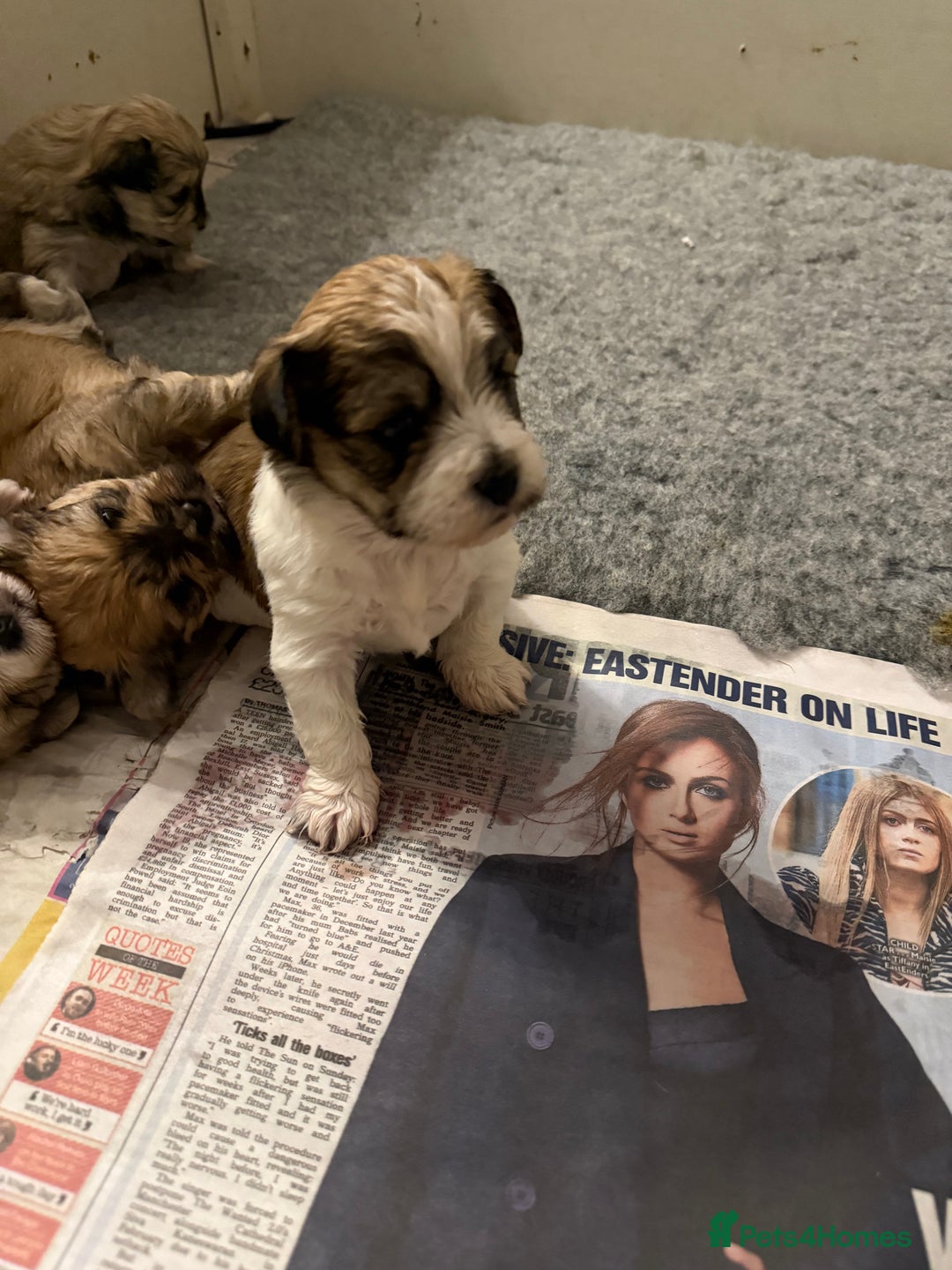 Mixed Breed dogs for sale: Absolutely gorgeous lhatese puppies - Advert 35