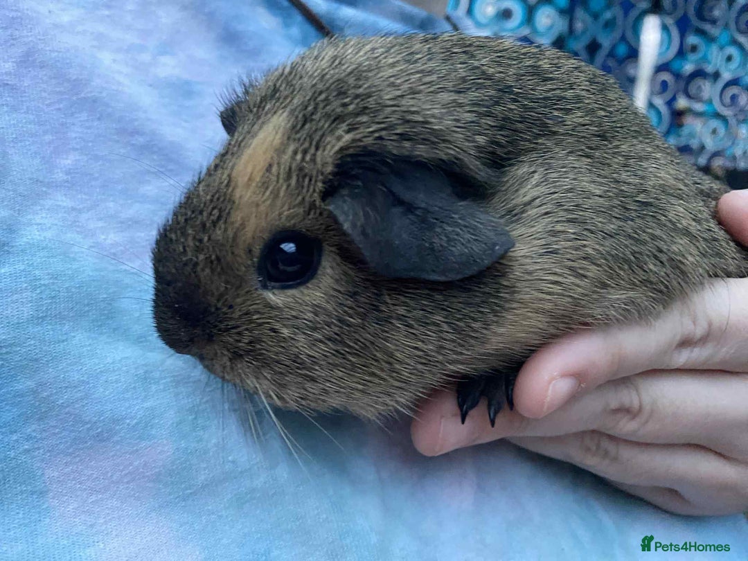 Guinea Pig rodents for sale: Female / sow guinea pigs for sale - Advert 6
