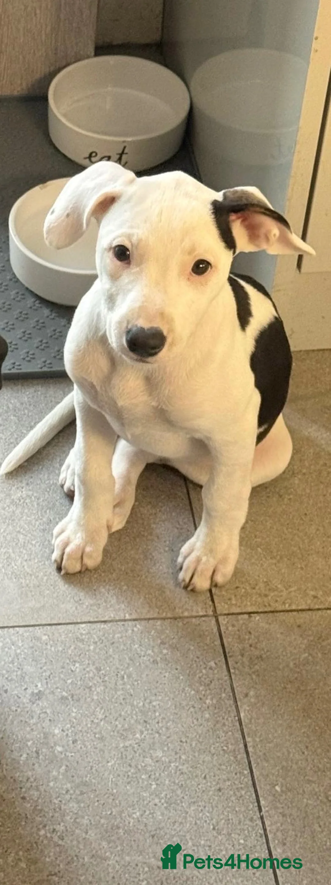 Mixed Breed dogs for sale: Baby girl looking for forever home - Advert 4