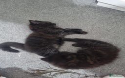 Turkish Angora cats for sale: Beautiful Fluffy Kittens Looking for Loving Homes - Image 3