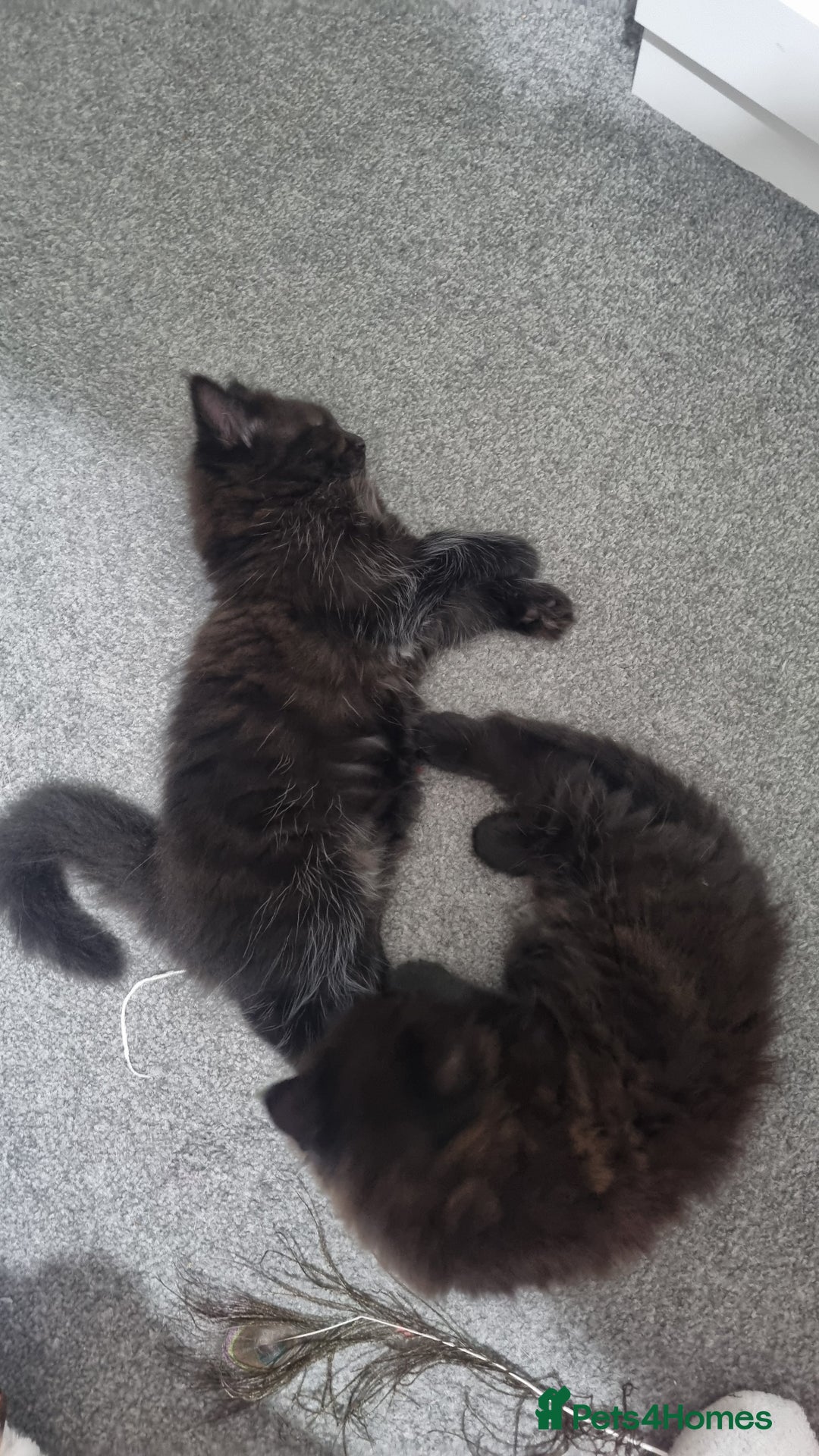Turkish Angora cats for sale: Beautiful Fluffy Kittens Looking for Loving Homes - Image 3