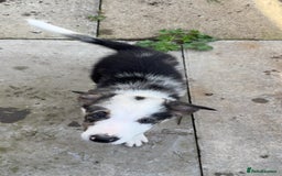 Border Collie dogs for sale: Beautiful blue Merle boy - Image 2