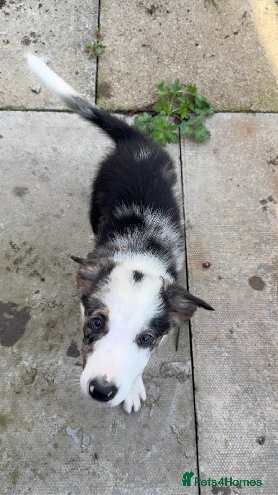 Border Collie dogs for sale: Beautiful blue Merle boy - Image 2