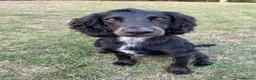 Cocker Spaniel dogs for stud: KV Working Cocker Spaniel Health tested  in Cheltenham - Advert 5