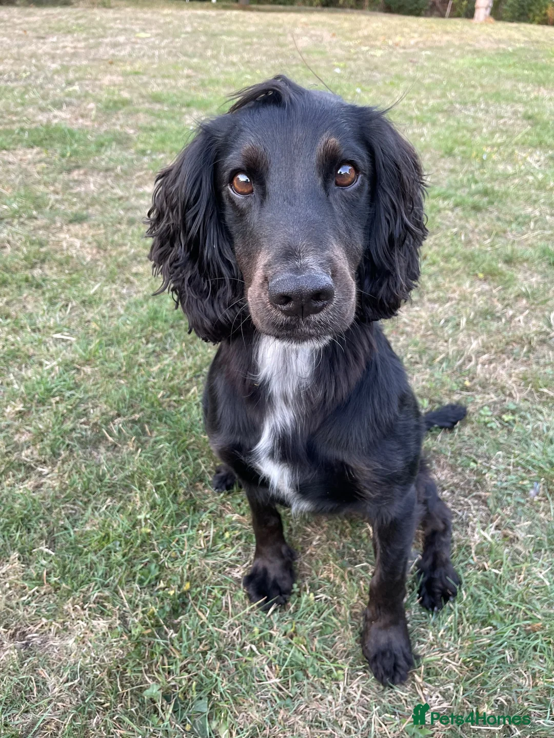 Cocker Spaniel dogs for stud: KV Working Cocker Spaniel Health tested  in Cheltenham - Advert 5