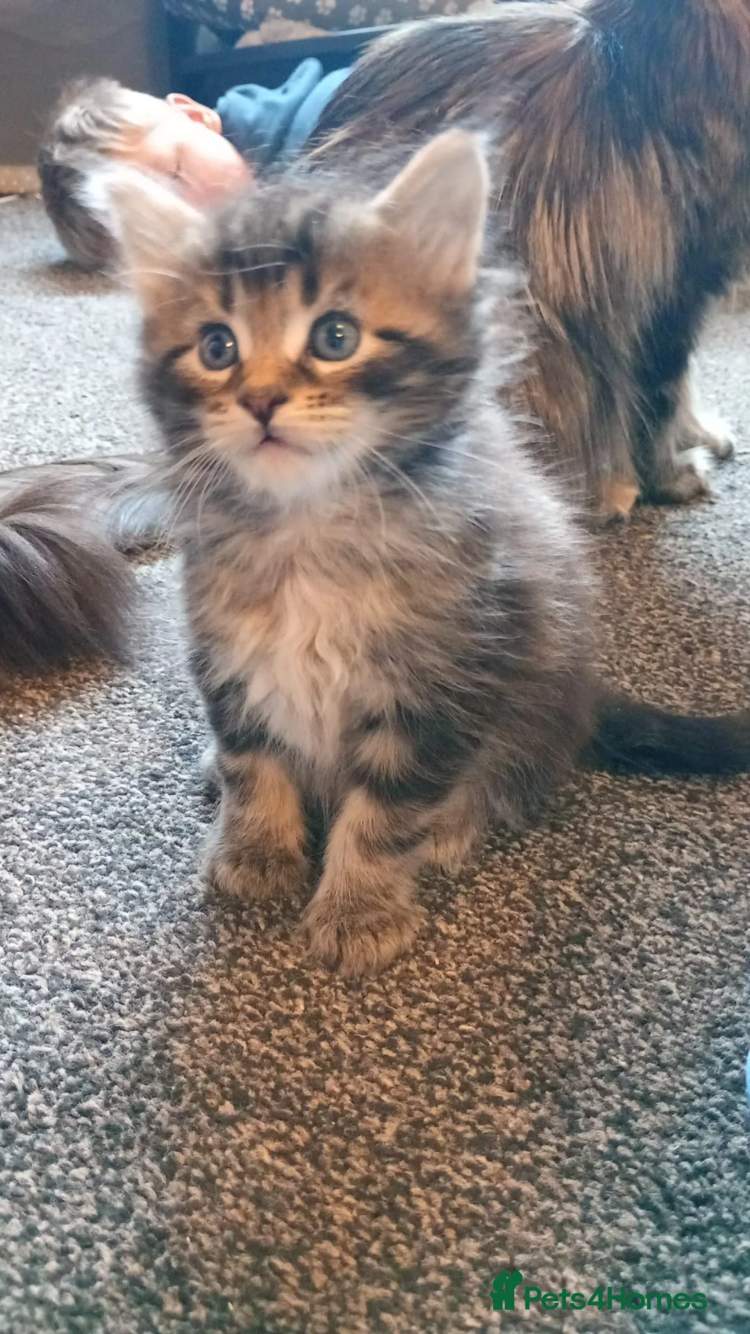Maine Coon cats for sale: Only 1 little boy left Maine coon X kitten  - Advert 4