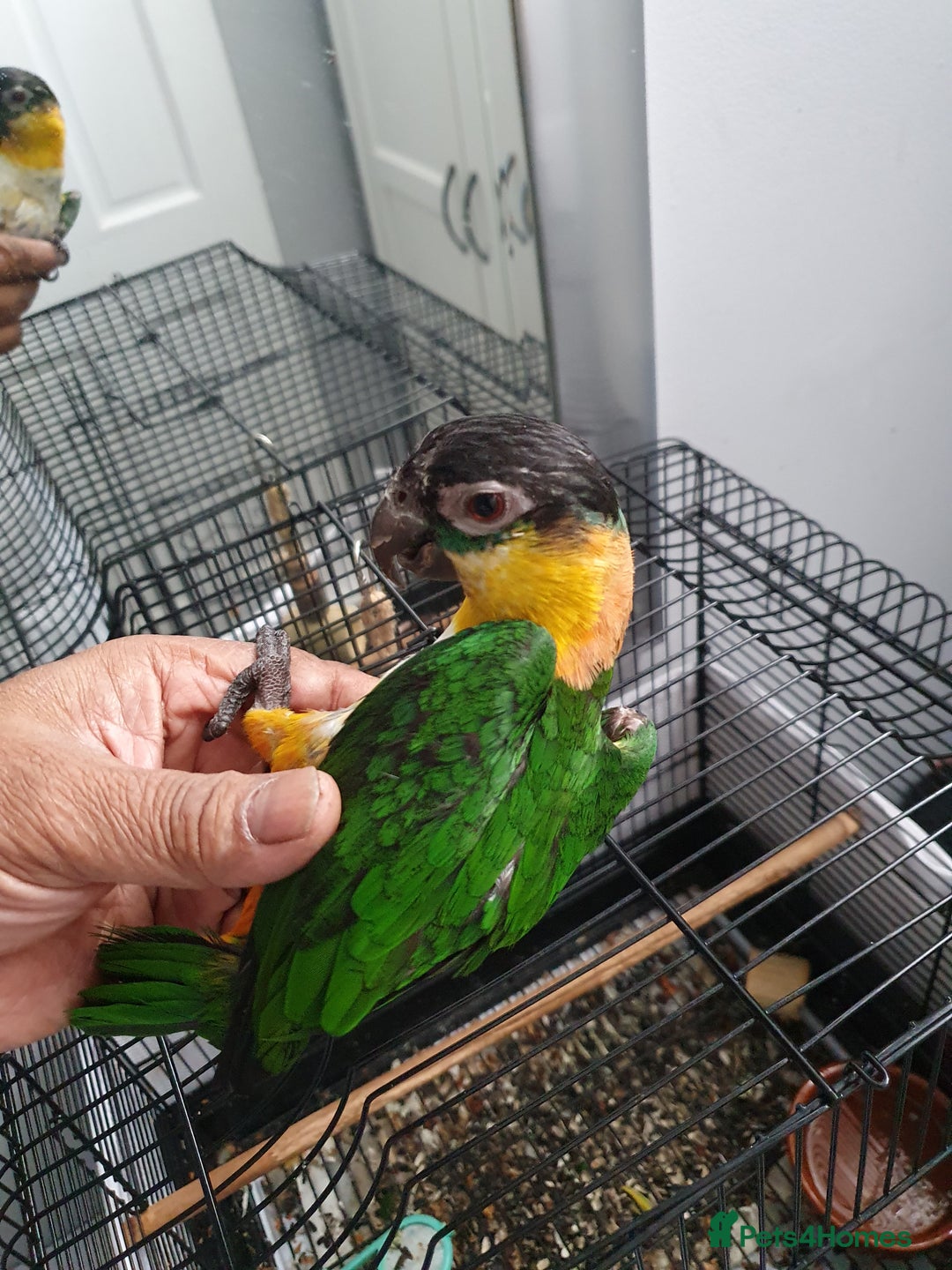 Parrots birds for sale: sold, sold, sold - Image 2