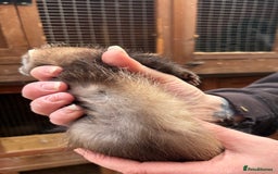 Ferret rodents for sale: Part-angora kits  - Image 6