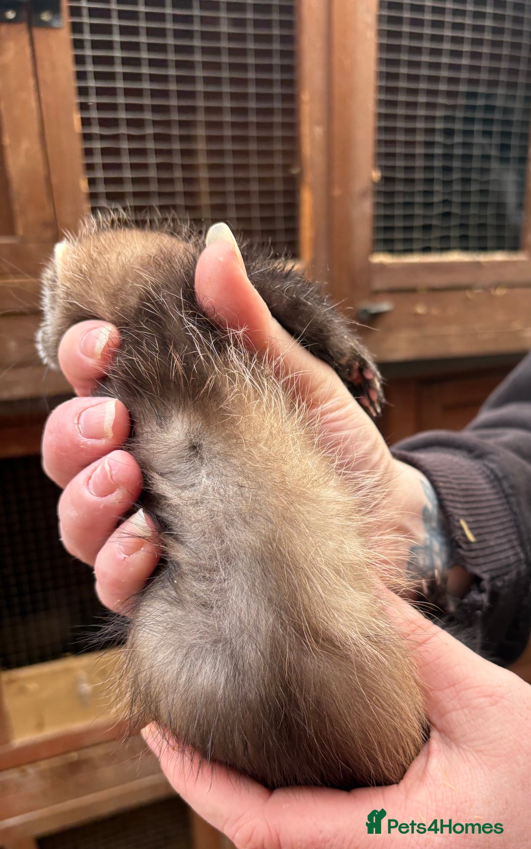 Ferret rodents for sale: Part-angora kits  - Image 6