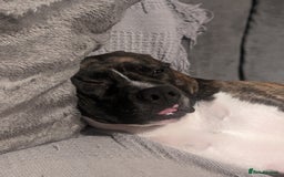 American Bull Staffy dogs for stud: For Stud - Image 4