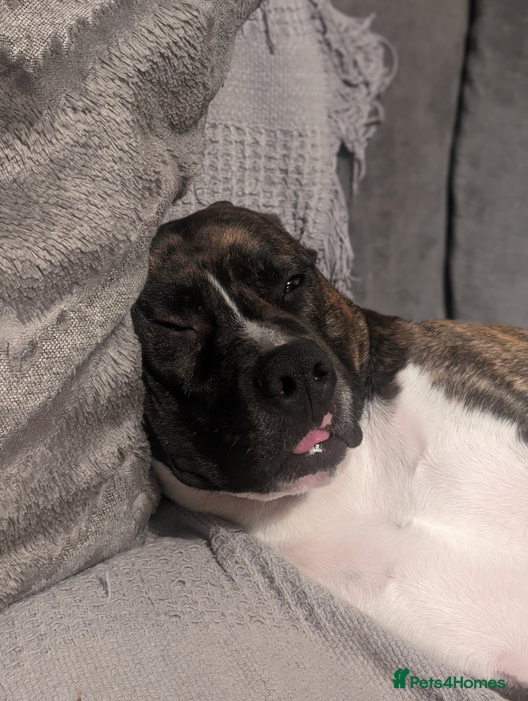 American Bull Staffy dogs for stud: For Stud - Image 4